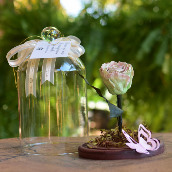 Rosa Eterna Florescer na Cúpola Grande